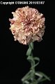 Dianthus Viper